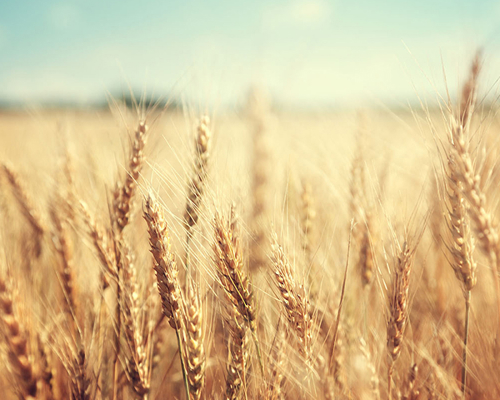 MA Agriculture